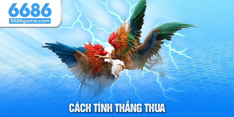 Hướng dẫn tính thắng thua đá gà