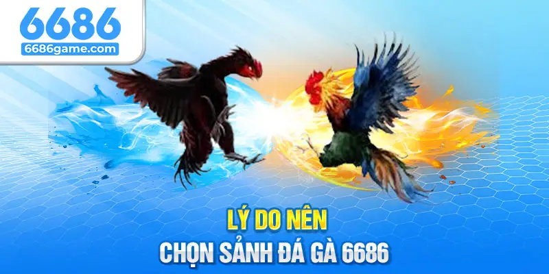 Tại sao nên chọn tham gia chơi đá gà tại nhà cái 66686?