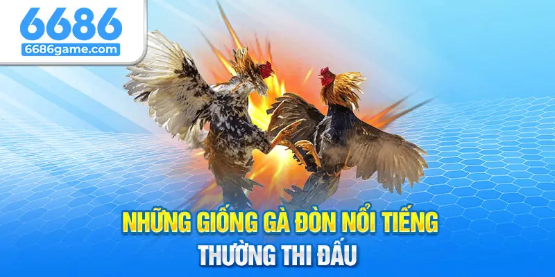 Những giống gà đòn nổi tiếng