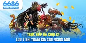 Trực Tiếp Gà Chọi C1 - Lưu Ý Khi Tham Gia Cho Người Mới