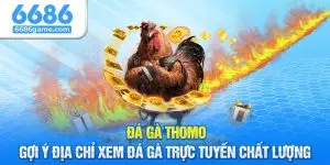 Đá Gà Thomo - Gợi Ý Địa Chỉ Xem Đá Gà Trực Tuyến Chất Lượng